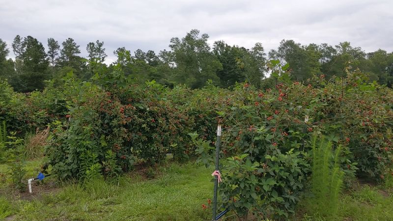 Hickory Bluff Berry Farm, Holly Hill