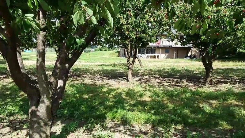 Hidden Acres Orchards LLC, Mead, WA