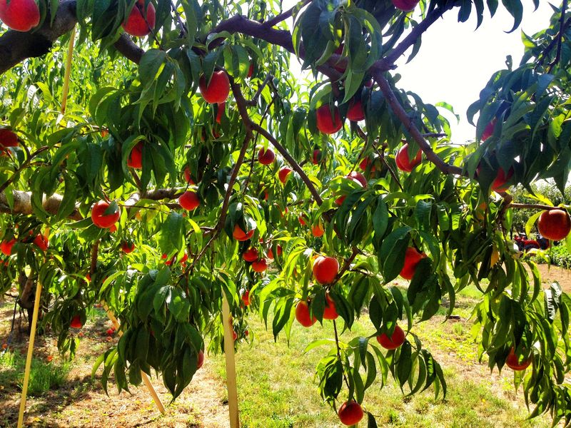 Hidden Acres Orchards LLC, Mead, WA