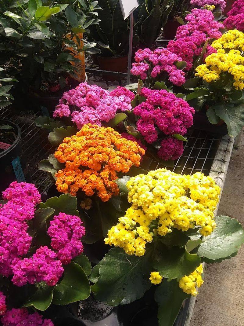 Family Run Nursery Rooted In Generations Of Local Growing