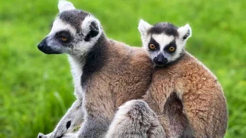 Hands-On Lemur Encounters That Feel Like Pure Magic
