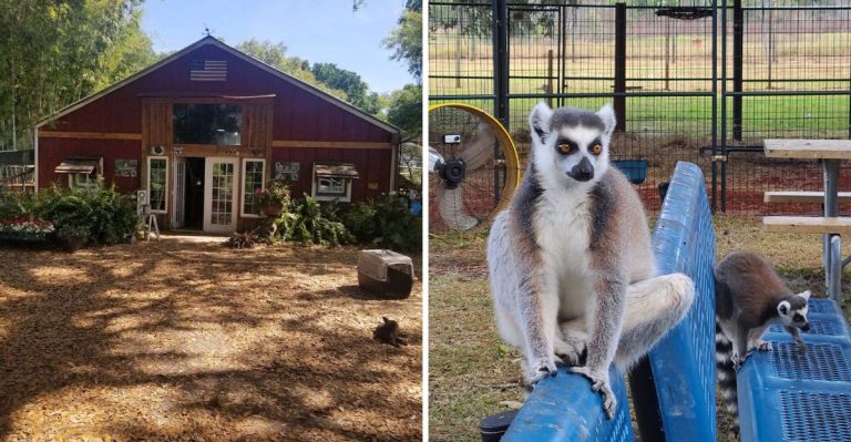 Hidden In Florida, This Animal Sanctuary Has A Lemur Experience You’ll Never Forget