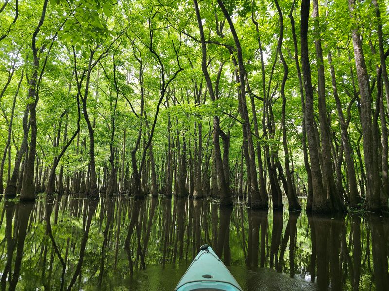 Hidden Stumps Beneath The Surface