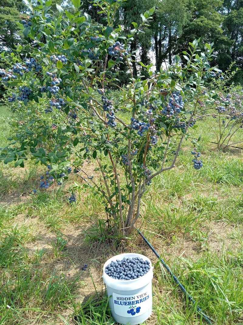 Hidden View Blueberries, Hiram