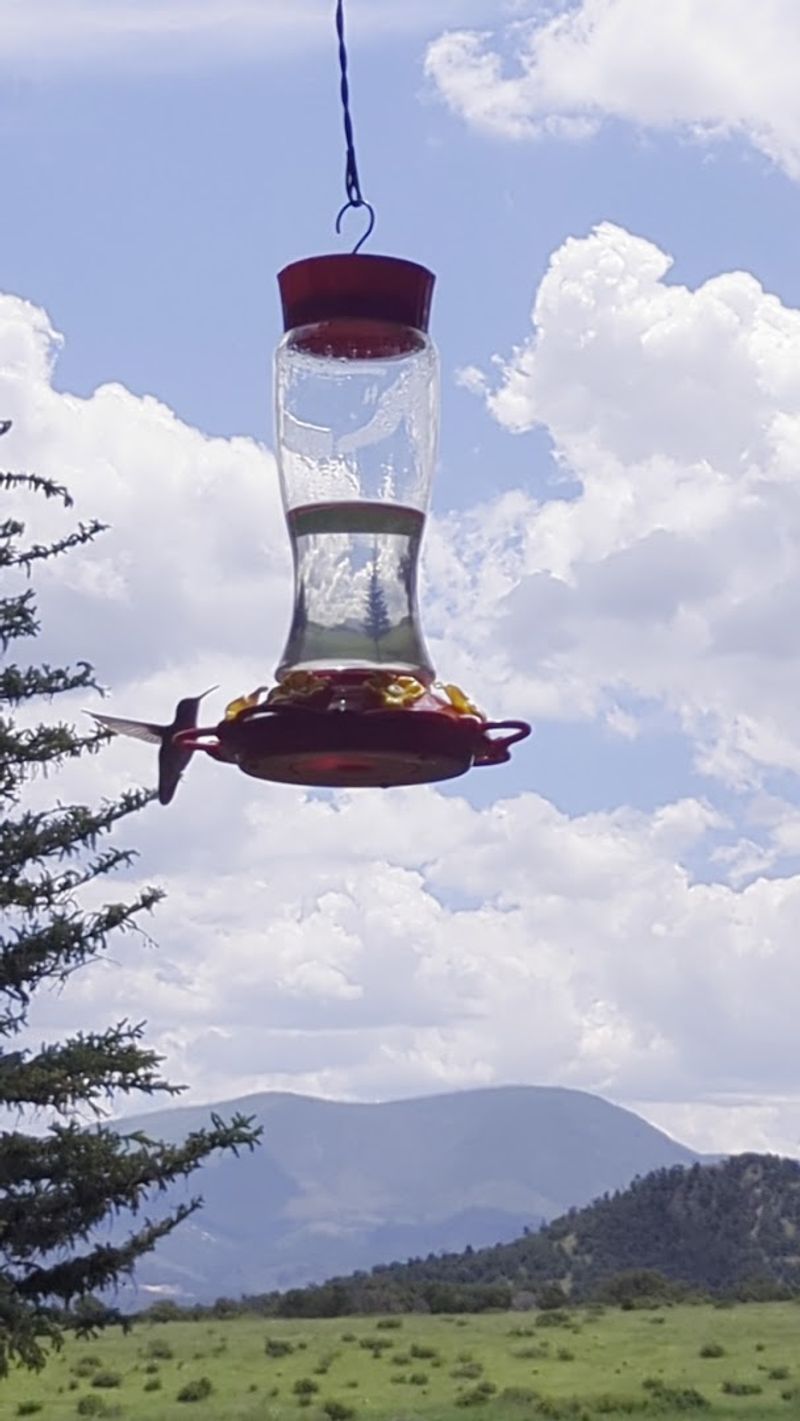 High Country Hummingbird Festival, Eagar-Springerville