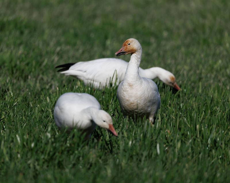 High Plains Snow Goose Festival High Plains Snow Goose Festival