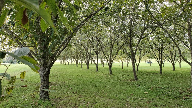 High Springs Orchard & Bakery, High Springs