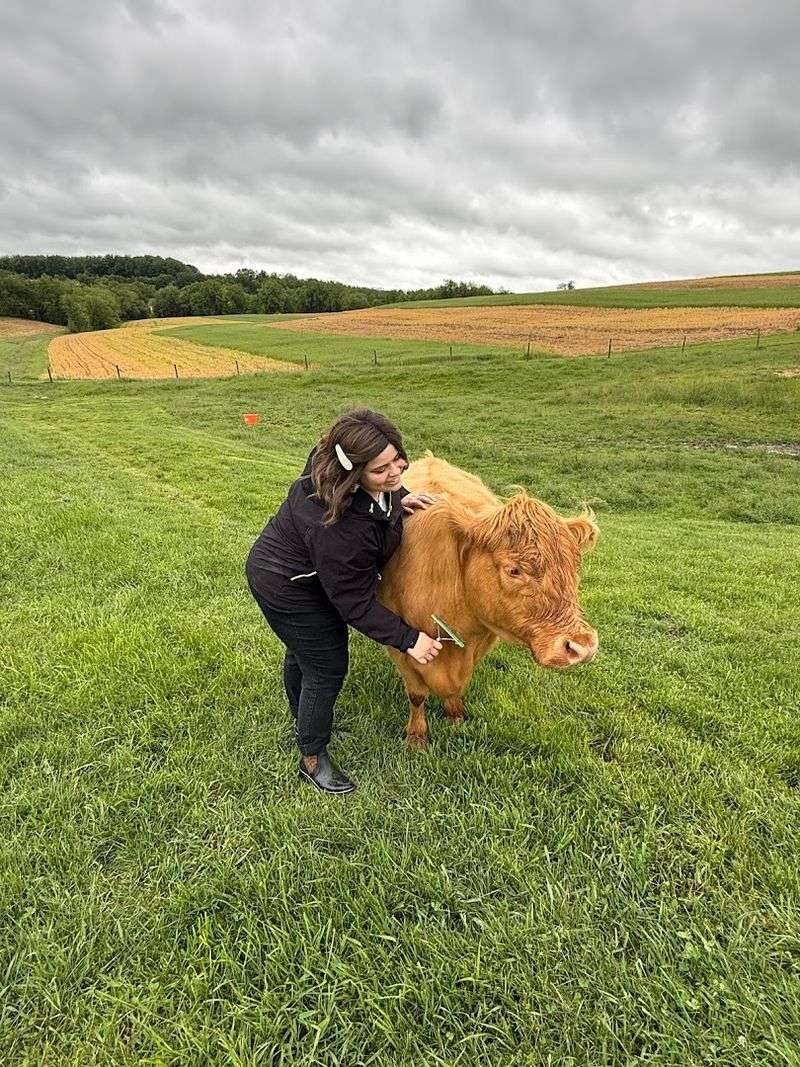 Highland Cows That Are Basically Walking Stuffed Animals