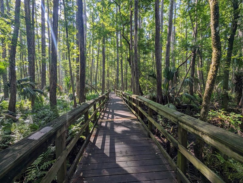 Highlands Hammock State Park, Sebring, FL