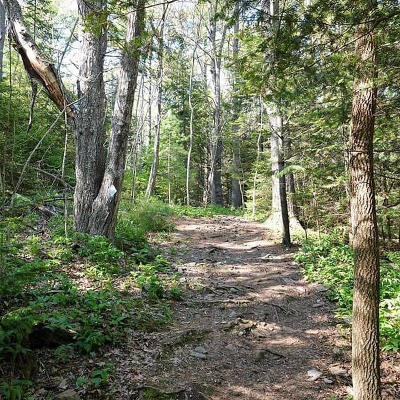 Hike The Robinson Woods Preserve