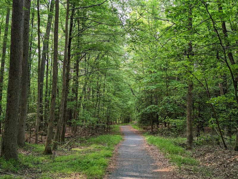 Hiking And Biking Trails Through The Wetland Forest Hiking And Biking Trails Through The Wetland Forest