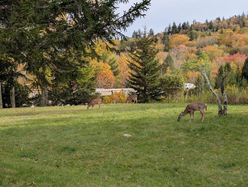 The Blue Ridge Parkway Milepost 334 Area