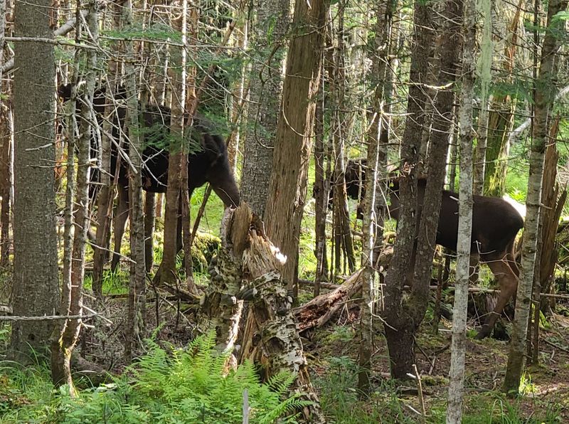 Hiking Through The Quiet Heart Of The Forest