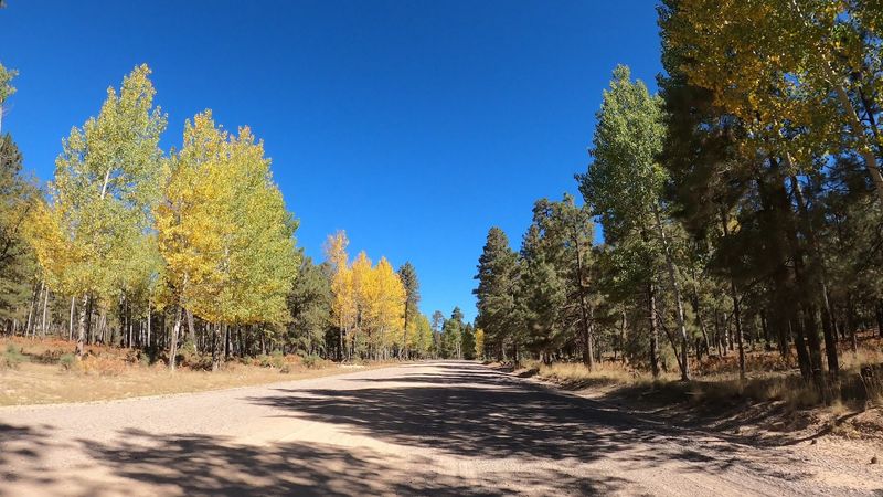 Tips For Visiting The Mogollon Rim Road