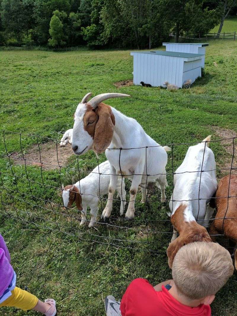The Animal Barn Is a Crowd Favorite for All Ages