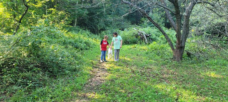 An Easygoing Woodland Walk