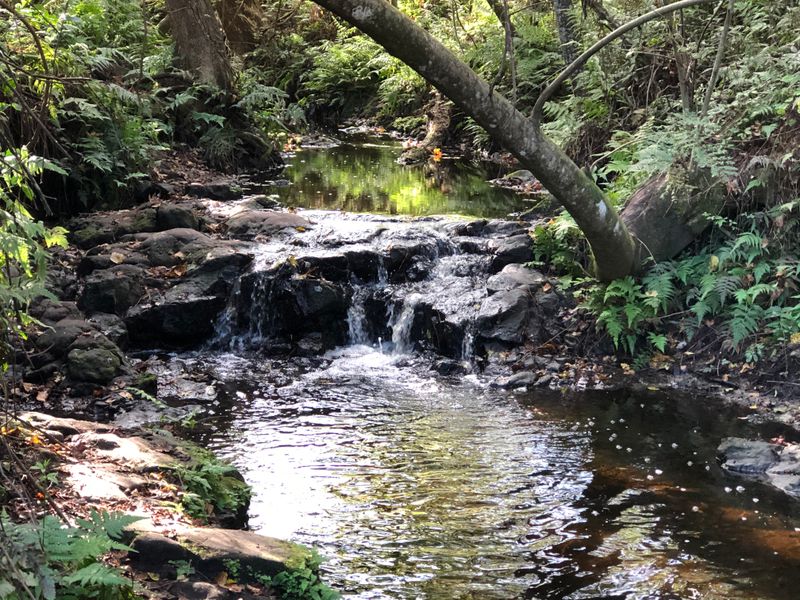 Bulls Bay Preserve - Jacksonville area