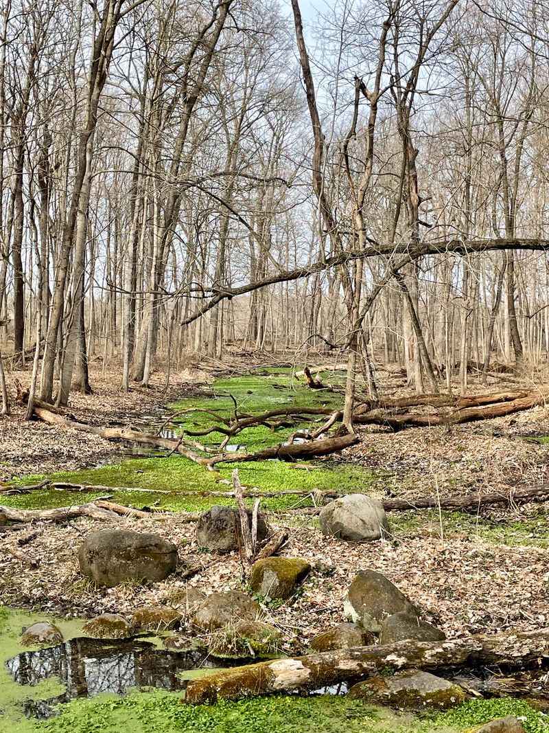 Winter Forest and Sledding Getaway