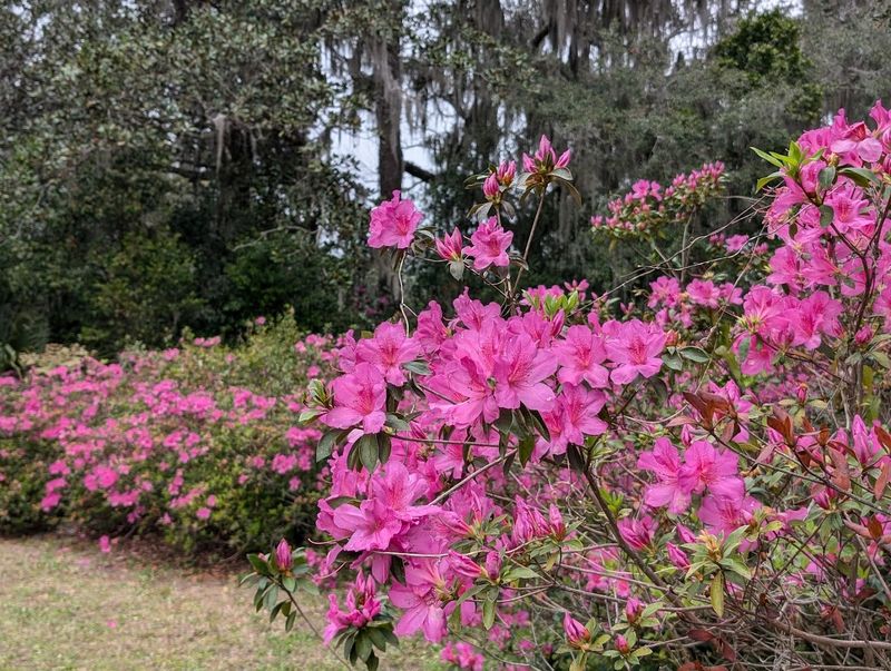 Azalea Blooms That Turn The Ravine Into A Rainbow