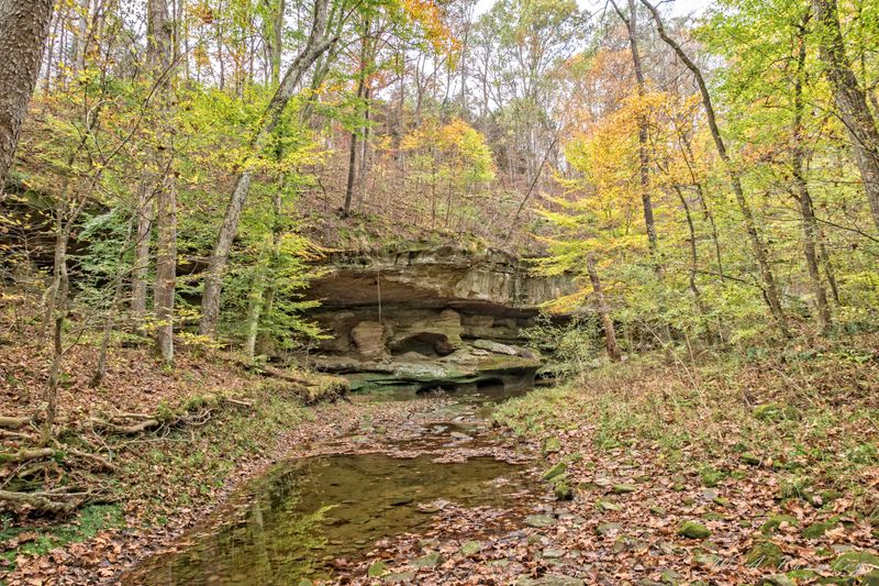 Wildlife, Flora, and the Soundtrack of the Ravine