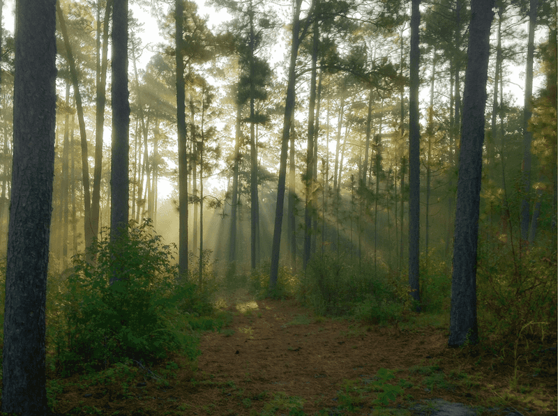 Hitchcock Woods And The Outdoor Life Waiting At Your Doorstep