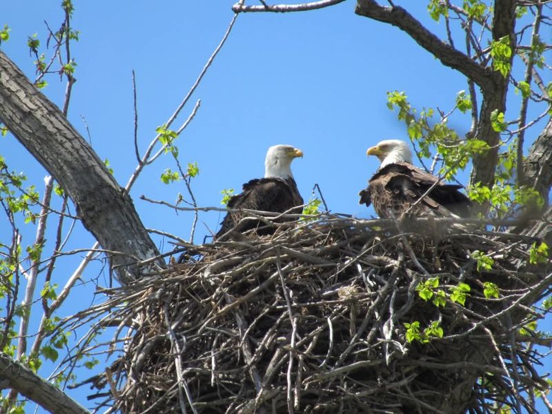 Magee Marsh Wildlife Area, Oak Harbor, Ohio