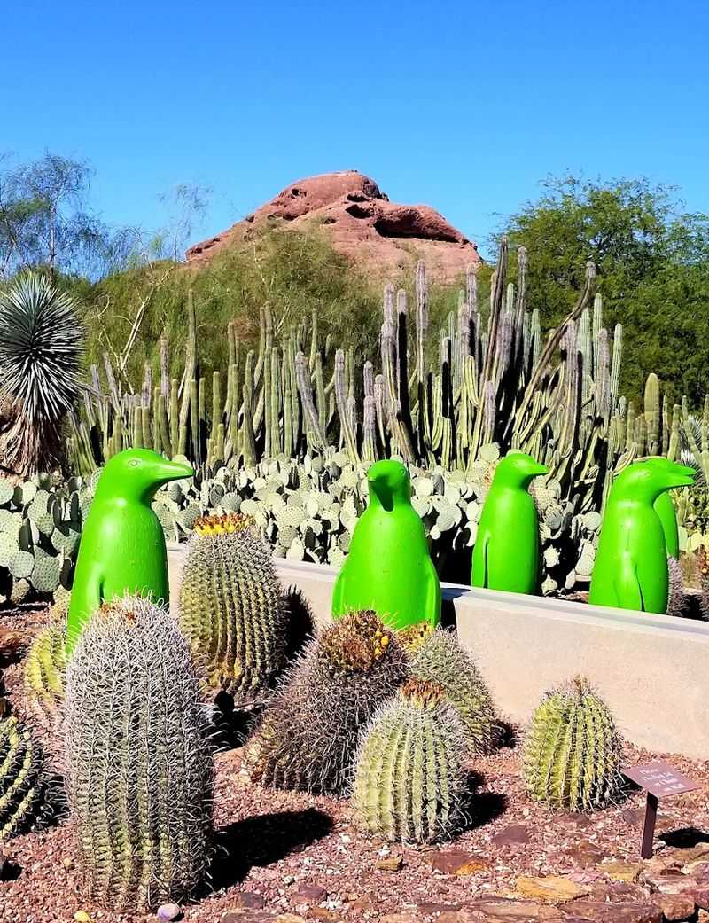 Desert Botanical Garden