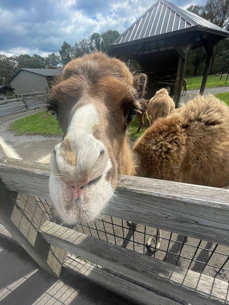 Kids Activities Beyond The Animals