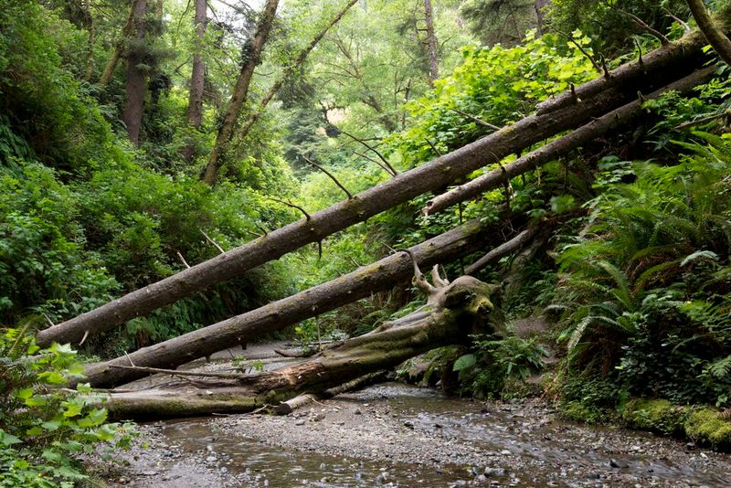 The Prehistoric Atmosphere That Feels Straight Out Of A Film Set