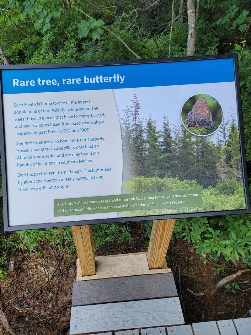 Home To A Rare Green Butterfly Home To A Rare Green Butterfly