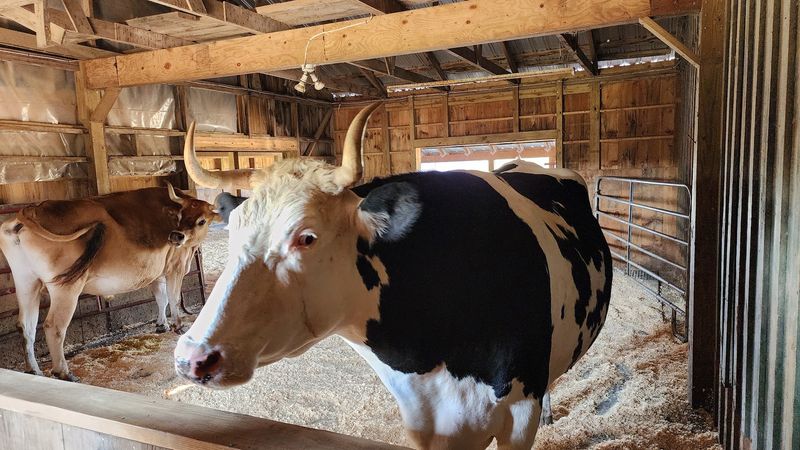 Home To Hundreds Of Rescued Animals Home To Hundreds Of Rescued Animals
