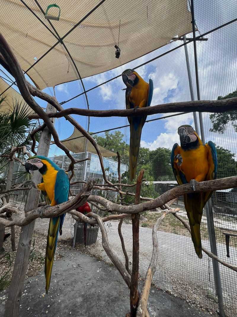 Home To More Than 800 Rescued Birds