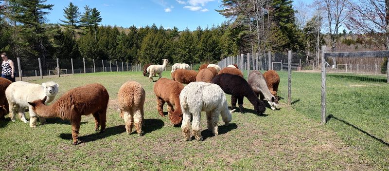 Free Farm Tours Available Year-Round