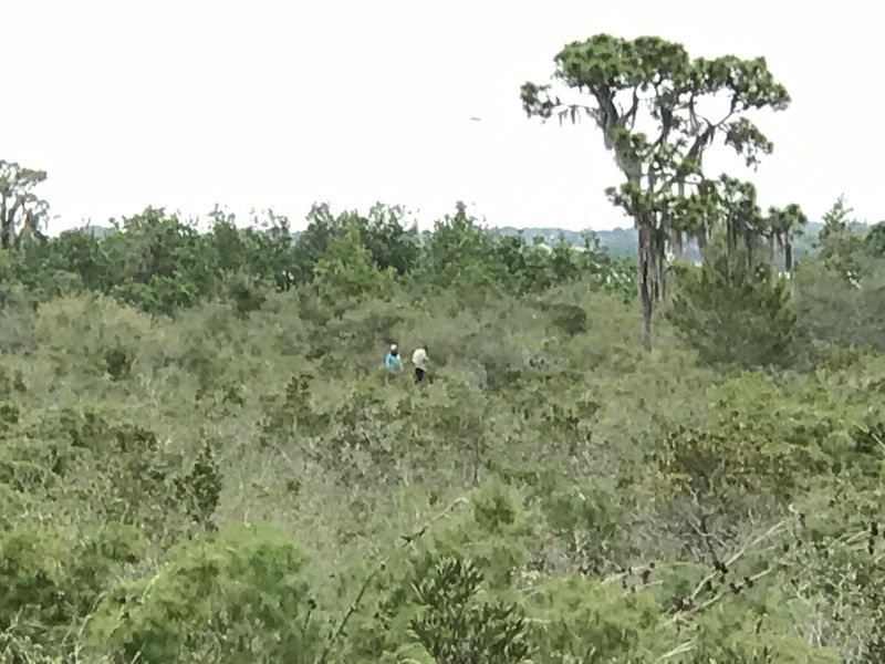 Home To The Rare And Curious Florida Scrub Jay Home To The Rare And Curious Florida Scrub Jay
