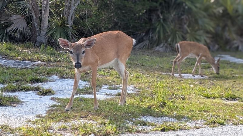 Home To The Smallest Deer In North America Home To The Smallest Deer In North America
