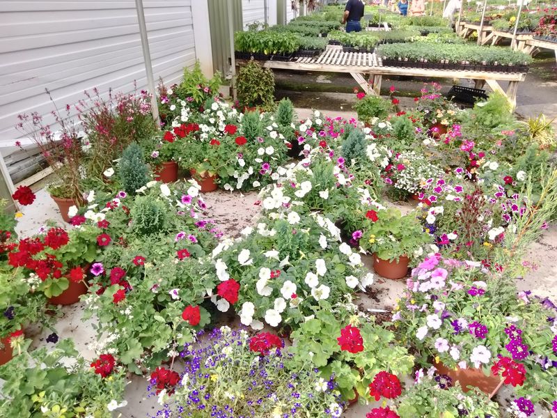 Homegrown Plants Are The Secret Behind Those Friendly Prices