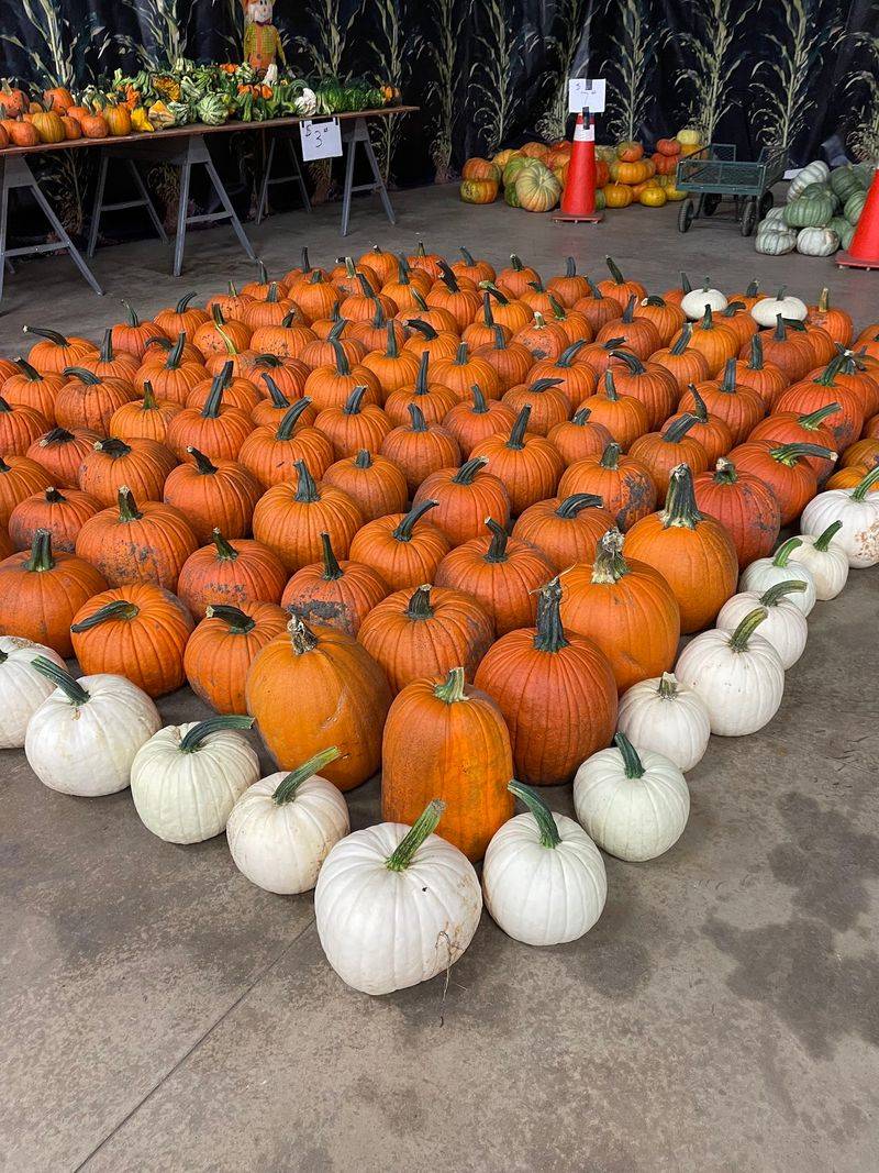 Homegrown Pumpkins From Local Soil