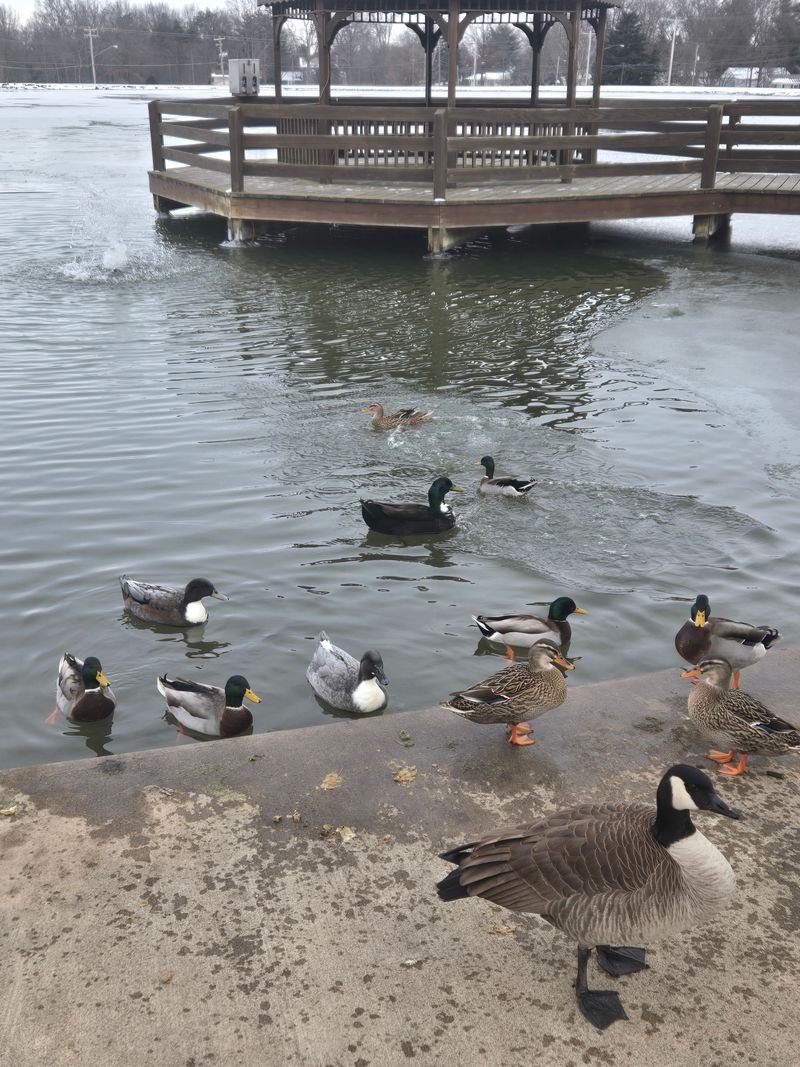 The Pond and Outdoor Experience