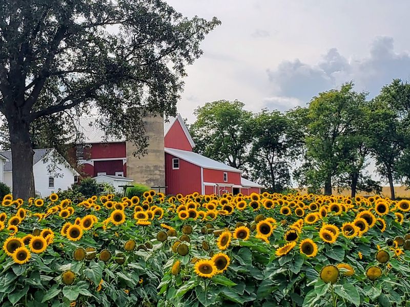 Honey Hill Orchard, Waterman Honey Hill Orchard, Waterman