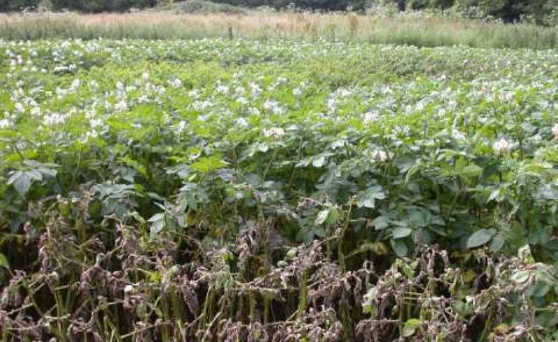 Potatoes Facing the Mash