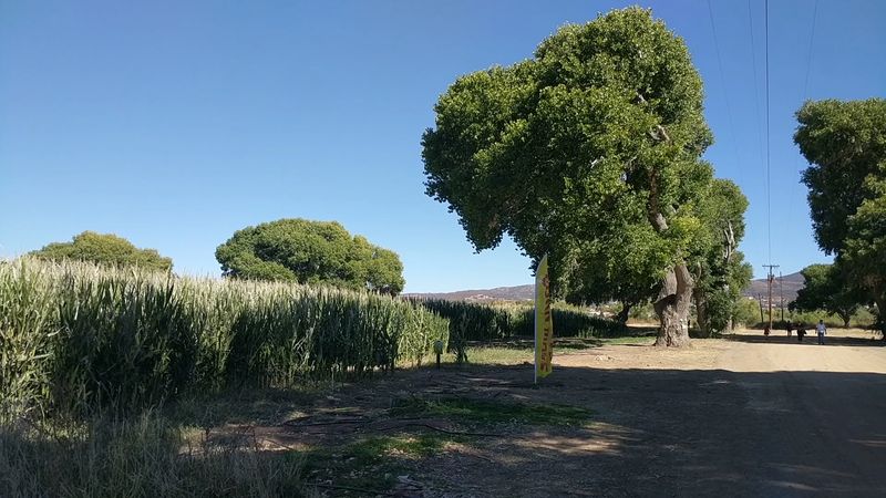 Mortimer Farms, Dewey