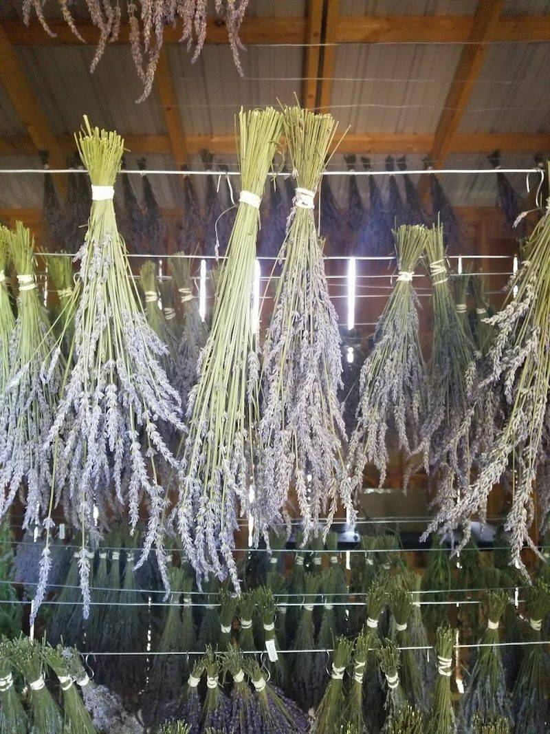 Lavender Oil Distillation Weekends You Should Not Miss