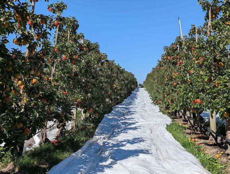 Honeycrisp Apples With A Serious Reputation
