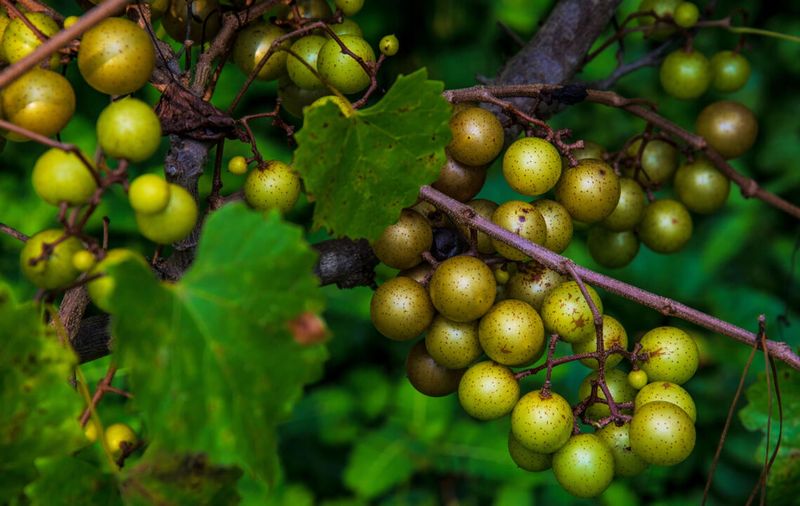 Scuppernong Grapes: Nature's Peculiar Candy