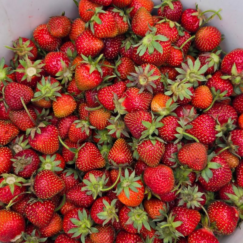 Windy Acres Farm — Geneva