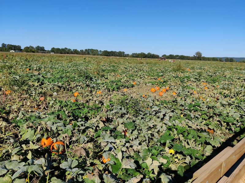 Hop On A Hayride To The Pumpkin Fields