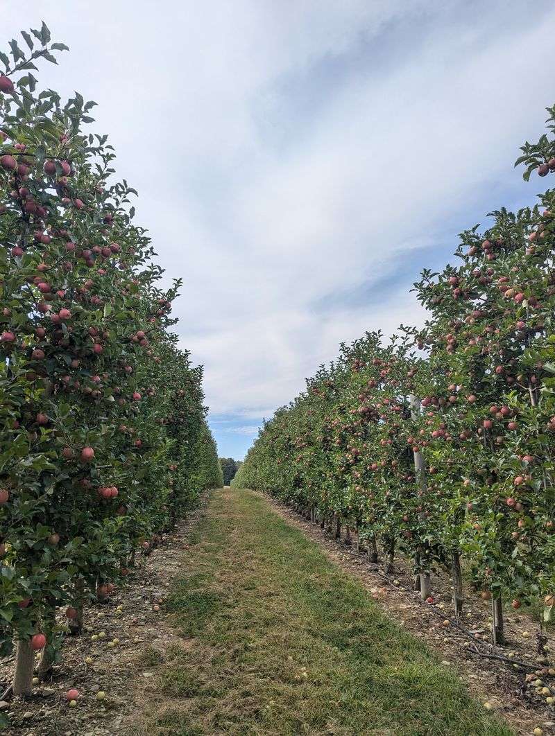 Hop The Hayride To The U-Pick Rows