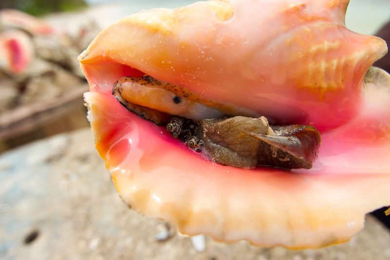 Queen Conch: The Protected Caribbean Treasure