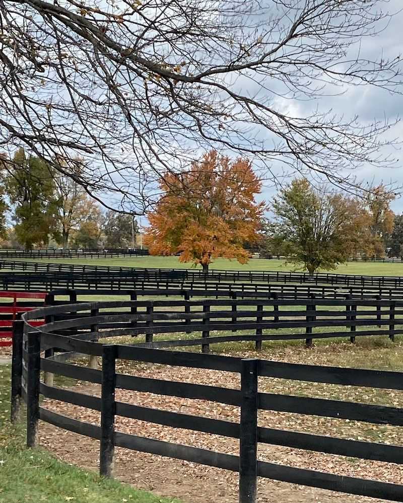 Horse Tours And Farm Activities Make It A Full Day Out