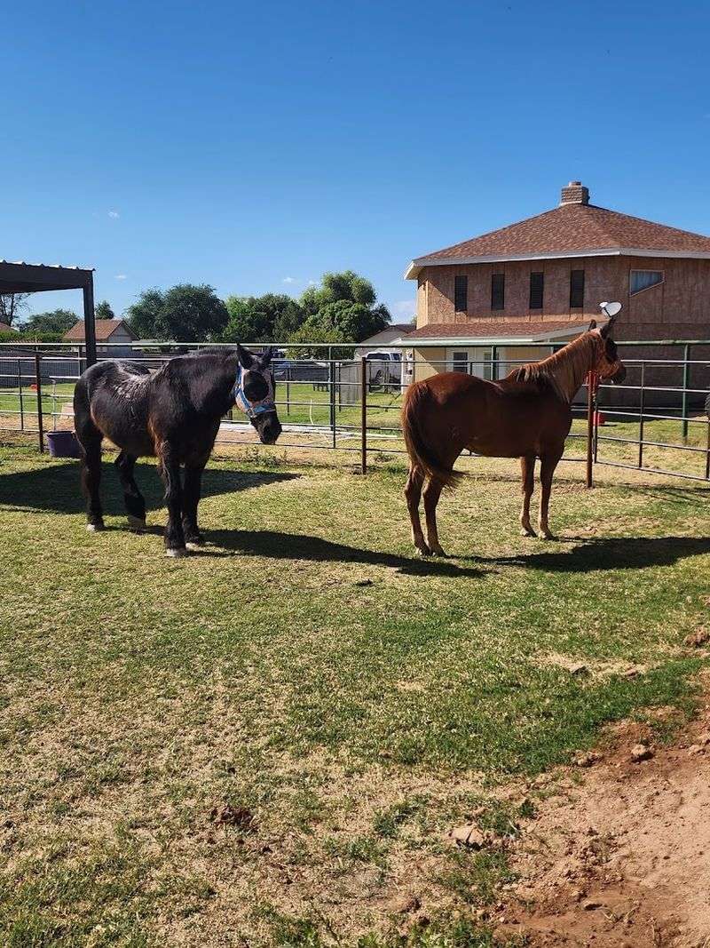 Horseback Riding Lessons For Every Skill Level